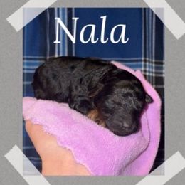Nala - Phantom female Poodle puppy in Willisburg, Kentucky from Gabrielle’s AKC Toy Poodles