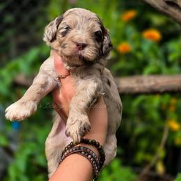 Prairie Rose - Merle female Goldendoodle puppy in Centreville, Mississippi from Trin's Designer Doodles