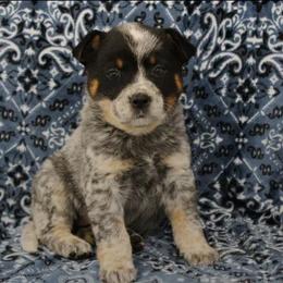 Skye - Blue mottled female Australian Cattle Dog puppy in Danville, Arkansas from 4 Hills Cattle Dogs