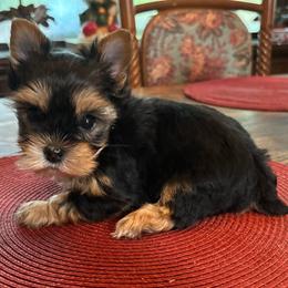 Scout - Black and tan male Yorkshire Terrier puppy in Georgia from Berggipfel Yorkies