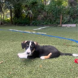 Handsome - Black and white male Cardigan Welsh Corgi puppy in Wekiwa Springs, Florida from It is Corgiland