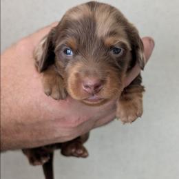 Diesel - Dapple male Dachshund puppy in Marshall, Texas from Wilson's Kennels