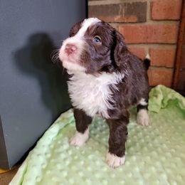 Aussiedoodle and Poodle Puppies from Waterford Doodle Farm