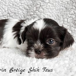 Shih Tzu Puppies from Beirin Breige Shih Tzus