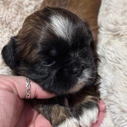 Girl 1 - Red and white female Shih Tzu puppy in Sarasota, Florida from Platinum Paws Puppies
