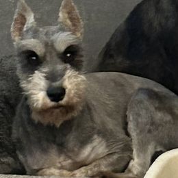 Piper - Miniature Schnauzer
