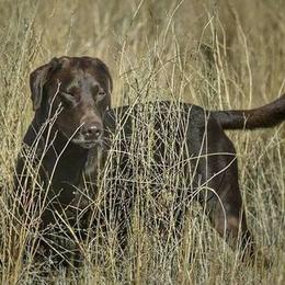 German Shorthaired Pointers and Labrador Retrievers from Kevin Eskam
