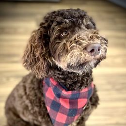 Cavapoos from Beehive Fur Friends