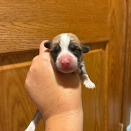 Spock - Red male Pembroke Welsh Corgi puppy in Delton, Michigan from CorGizmo
