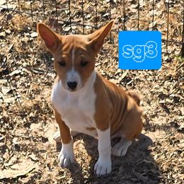 Solo girl 3 - Red and white female Basenji puppy in Caldwell, Texas from Candyce Witte