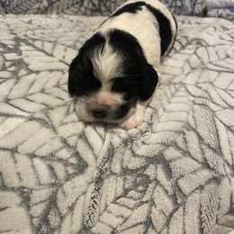 Cocker Spaniel Puppies from Hershey Sugar Rd Cockers