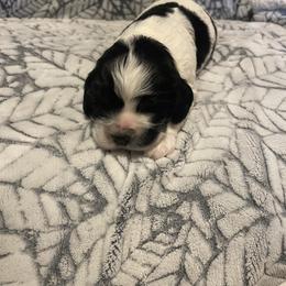 Cocker Spaniel Puppies from Hershey Sugar Rd Cockers