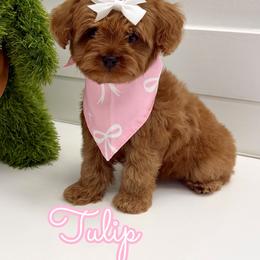 Tulip - Red female Cavapoo puppy in Buford, Georgia from Petite Posh Puppies