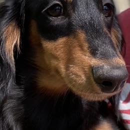 Dachshunds from Canisteo Dachshunds