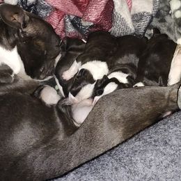 Boston Terrier Puppies from Sara Mason