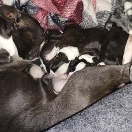 Boston Terrier Puppies from Sara Mason