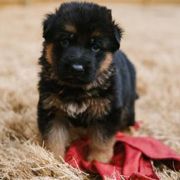 Red Boy - Black and red male German Shepherd puppy in Apex, North Carolina from Milestone GSDs