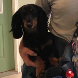 Dachshunds and Salukis from Caristeda Kennels