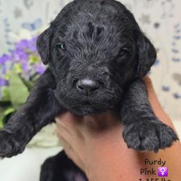 Pink - Black female Goldendoodle puppy in Rockledge, Florida from Stormie's Doodles
