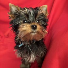 LB boy teal - Blue and gold male Yorkshire Terrier puppy in Alburnett, Iowa from Hobbs Shire Yorkies