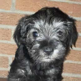 Miniature Schnauzers from Liliana's Mini Schnauzers