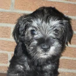 Miniature Schnauzers from Liliana's Mini Schnauzers