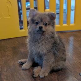 Throwback Adaline - Orange sable female Pomeranian puppy in Danielsville, Georgia from PassionatePomPoms