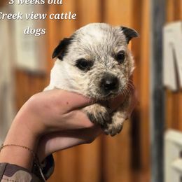 Girl 3 - Blue female Australian Cattle Dog puppy in Monroe, North Carolina from Creek View Cattle Dogs