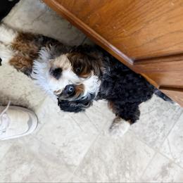 Theo - Tri-color male Cavapoo puppy in Wamego, Kansas from Doodles of Oz