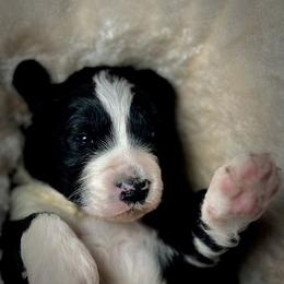 American Eskimo Dog and Bernedoodle Puppies from Shadow Kennels