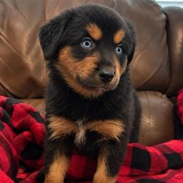 Phoenix - Black tri male Miniature Australian Shepherd puppy in Luling, Texas from Little Wood Toy and Mini Aussies