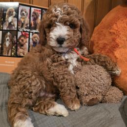 Bernedoodle and Goldendoodle Puppies from 4goldendoodles