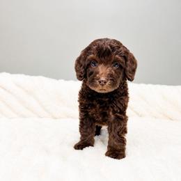 Oak - Chocolate male Australian Labradoodle puppy in Springfield, Ohio from Dawson & Daryn's Royal Companions