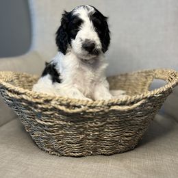 Goldendoodle Puppies from Northeast Iowa Doodles
