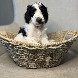 Goldendoodle Puppies from Northeast Iowa Doodles