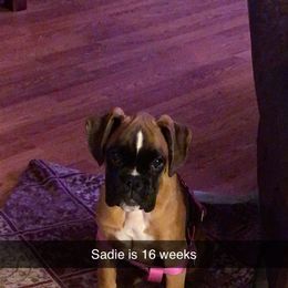 Boxer Puppies from Sand Creek Boxer Kennel