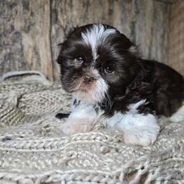 Eddy - Liver and white male Shih Tzu puppy in Mountain Grove, Missouri from Precious Puppies