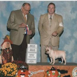 French Bulldog All Grown Up from Hillbuckle's French Bulldogs