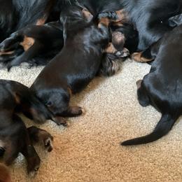 Boy 2 - Black and tan male Gordon Setter puppy in Gordonville, Pennsylvania from Blue Ribbon Setters