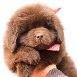 Peter (rabbit) (Orange collar) - Brown male Newfoundland puppy in Kimball Twp, Michigan from Pine River Newfoundlands