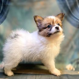 Joy - White female Companion Cross puppy in Davenport, Washington from Lovely Ladies and Little Asses Miniature Equines (L3A Pomeranians & Papillons)