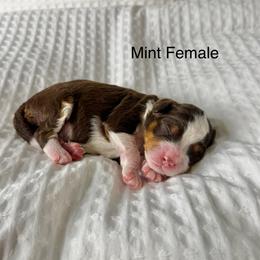 Mint Femle - Red tri-color female Assorted Doodle Crosses puppy in Springville, Utah from JW Doodles
