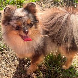Bailey - Chocolate merle female Pomeranian puppy in Newalla, Oklahoma from Classy Poms