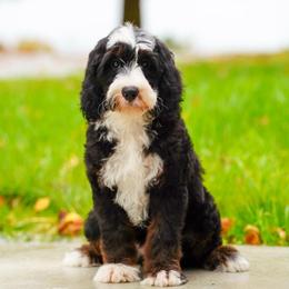 Hocus (socialization program student) - Tri-color male Bernedoodle puppy in Dundee, Ohio from Down Home Doodle