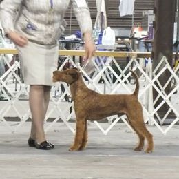 Shane - Irish Terrier