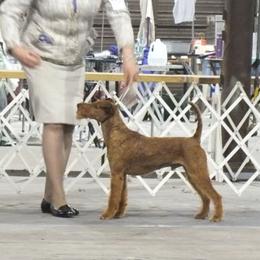 Shane - Irish Terrier