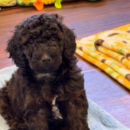 Wren (blue collar) - Sable Poodle puppy in Greensboro, North Carolina from Joyful Poodles