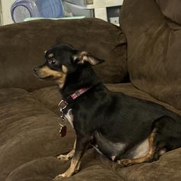 Penny - Chihuahua