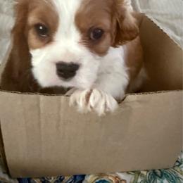 Stan - Blenheim male Cavalier King Charles Spaniel puppy in Ocala Fl, Florida from Encore Cockers