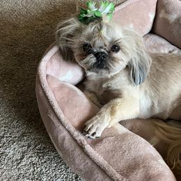 Luna - Shih Tzu